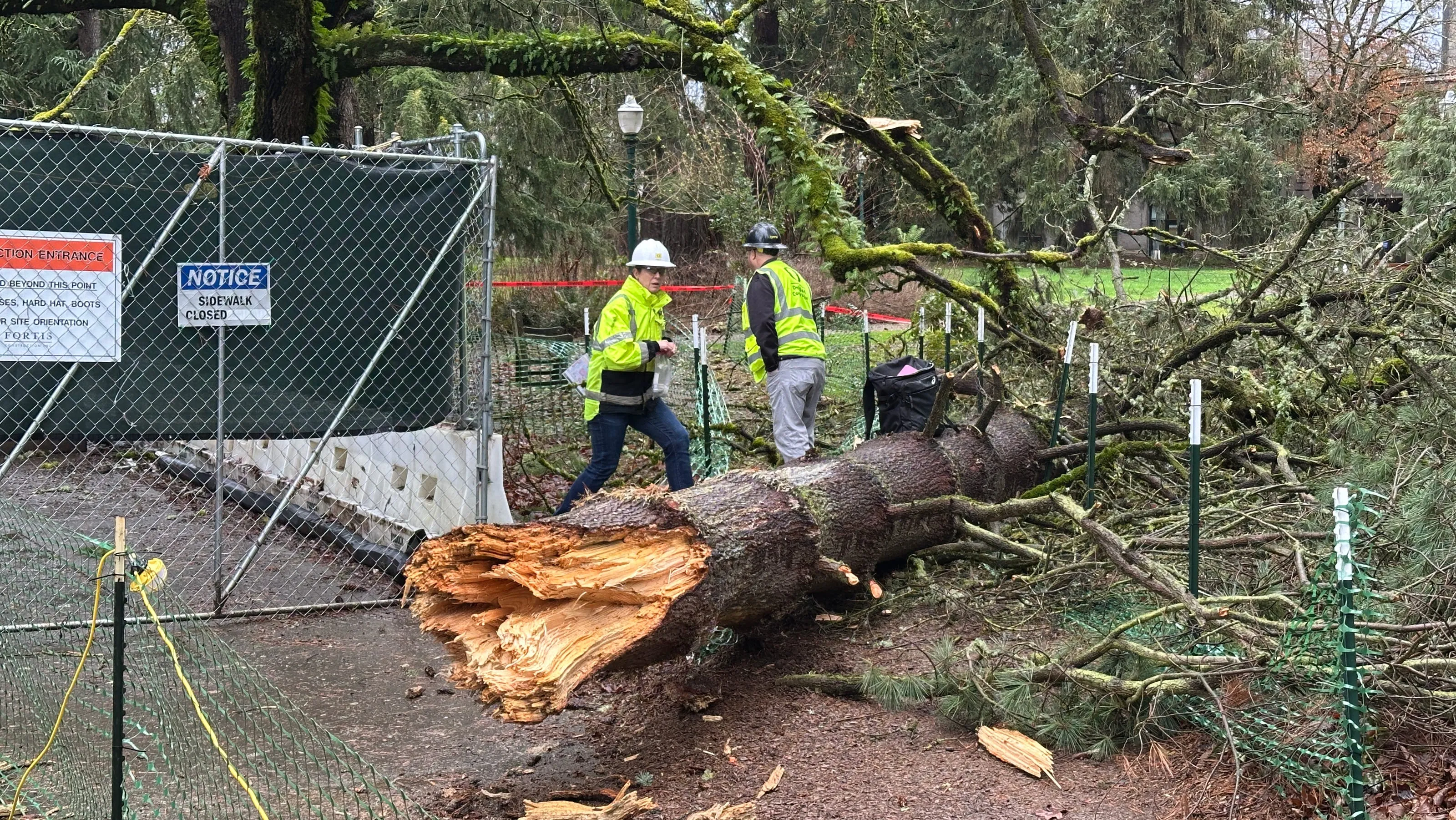 Severe Winds Cause Tree Collapse at University of Oregon, Prompting Statewide Advisory
