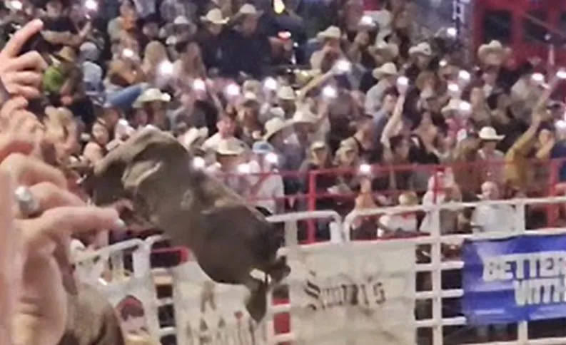 Three Injured as Rodeo Bull Escapes Arena in Oregon